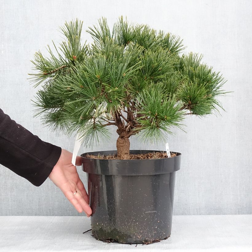 Pinus strobus Minuta - Pino strobo Vaso da 7,5L/10L esemplare consegnato in inverno