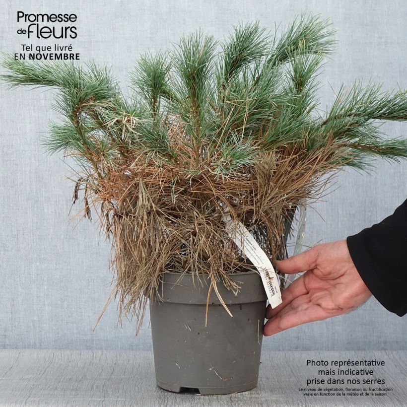 Esemplare di Pinus strobus Niagara Falls - Pino strobo Vaso da 3L/4L come consegnato in autunno