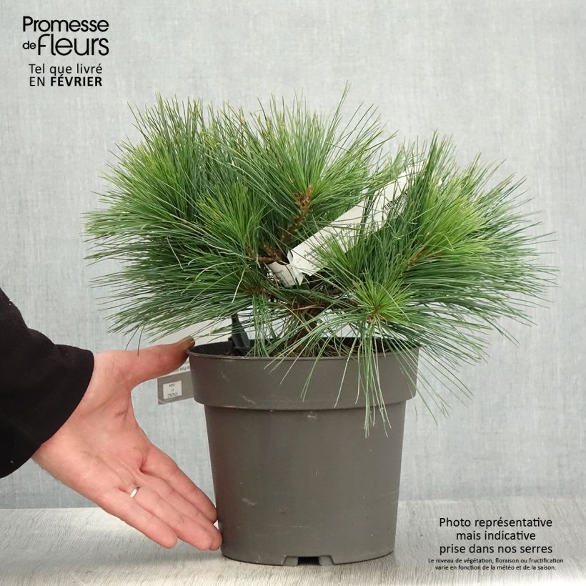 Pinus strobus Niagara Falls - Pino strobo Vaso da 3L/4L esemplare consegnato in inverno