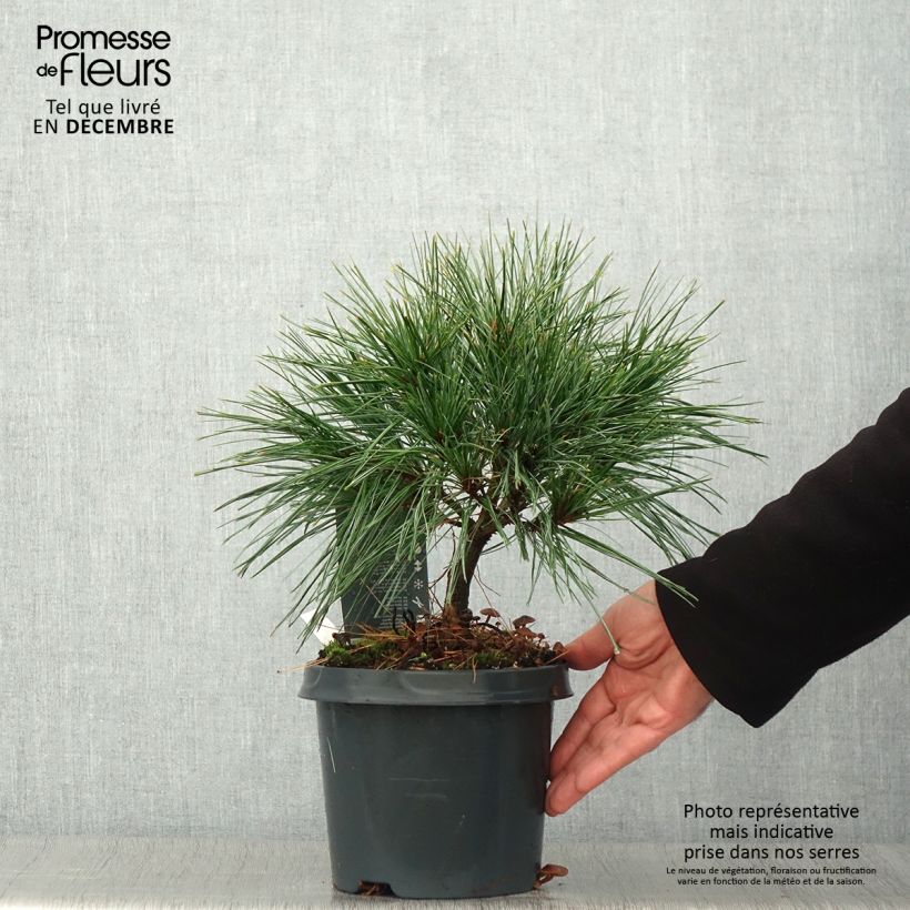 Esemplare di Pinus strobus Radiata - Pino strobo Vaso da 3L/4L come consegnato in autunno