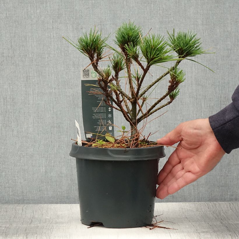 Esemplare di Pinus strobus Radiata - Pino strobo Vaso da 3L/4L consegnato in estate