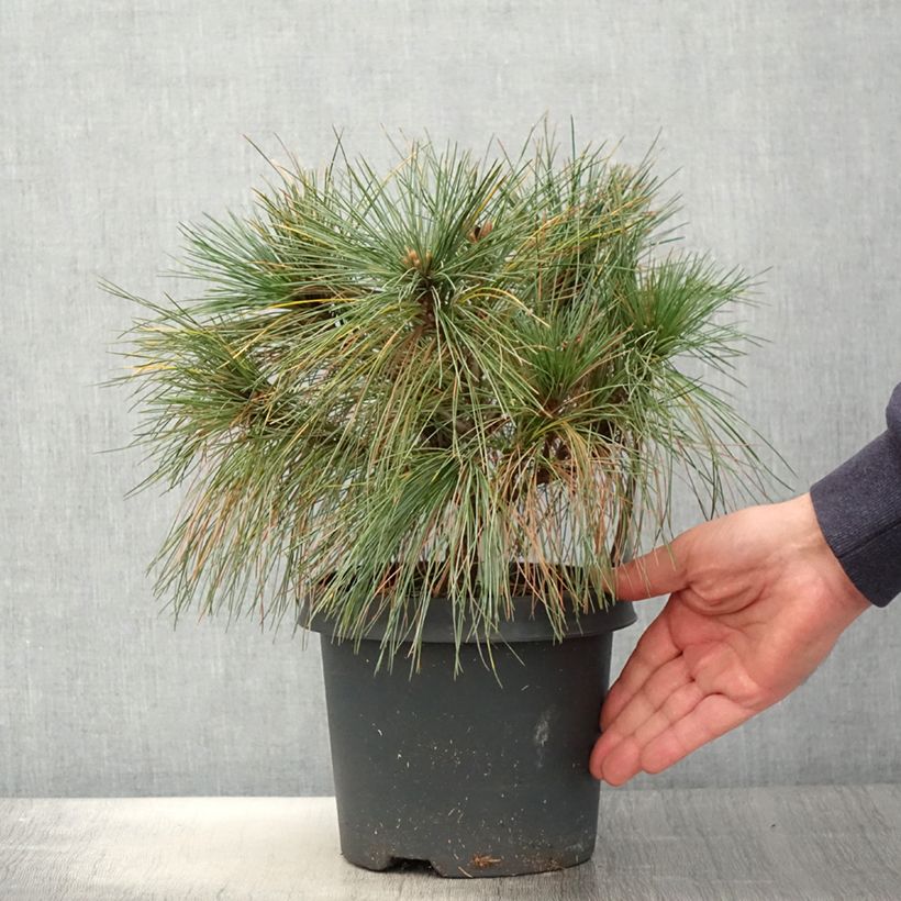 Pinus strobus Radiata - Pino strobo Vaso da 3L/4L esemplare consegnato in primavera