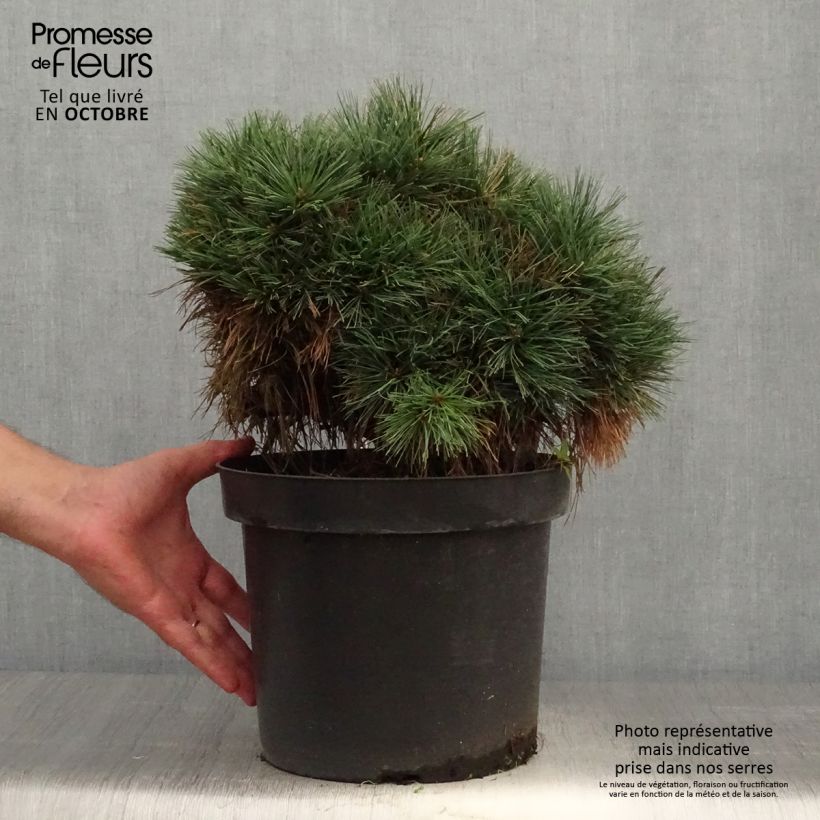 Esemplare di Pinus strobus Ontario - Pino strobo Vaso da 7,5L/10L come consegnato in autunno