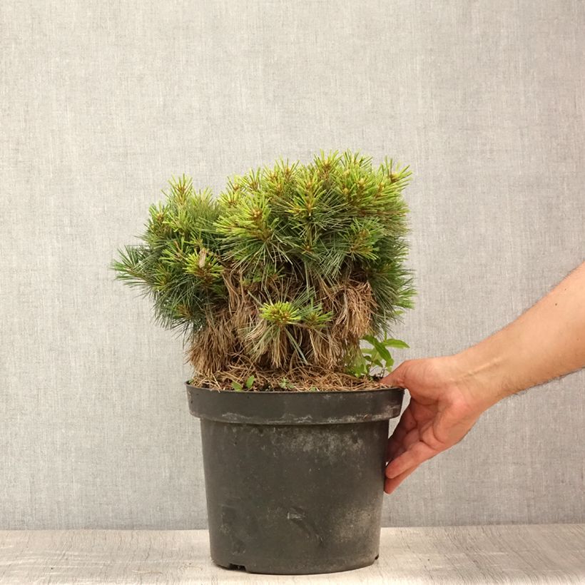 Esemplare di Pinus strobus Ontario - Pino strobo Vaso da 7,5L/10L, Vaso impalcato consegnato in estate