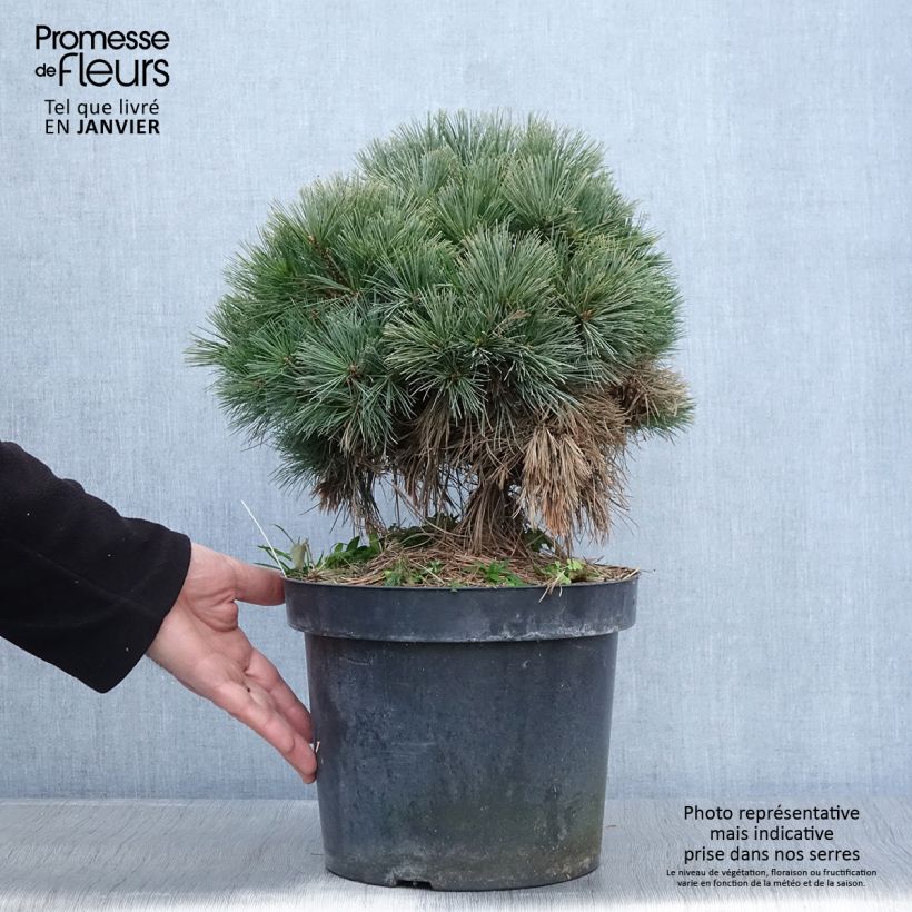 Pinus strobus Ontario - Pino strobo Vaso da 7,5L/10L esemplare consegnato in inverno