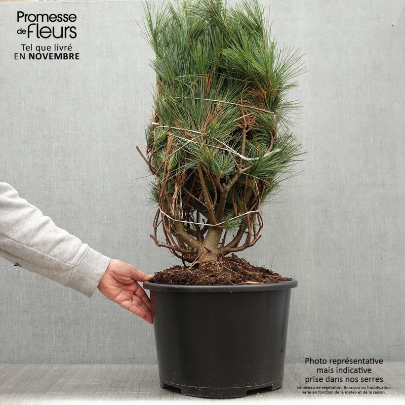 Esemplare di Pinus strobus Secrest - Pino strobo Pezzo come consegnato in autunno