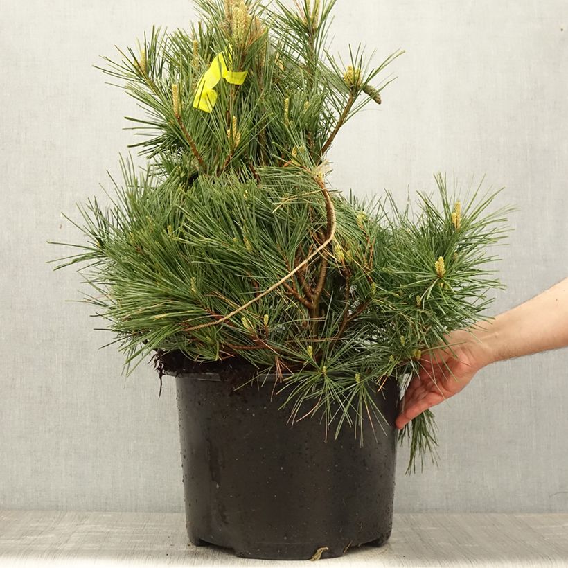 Pinus strobus Secrest - Pino strobo Pezzo esemplare consegnato in primavera