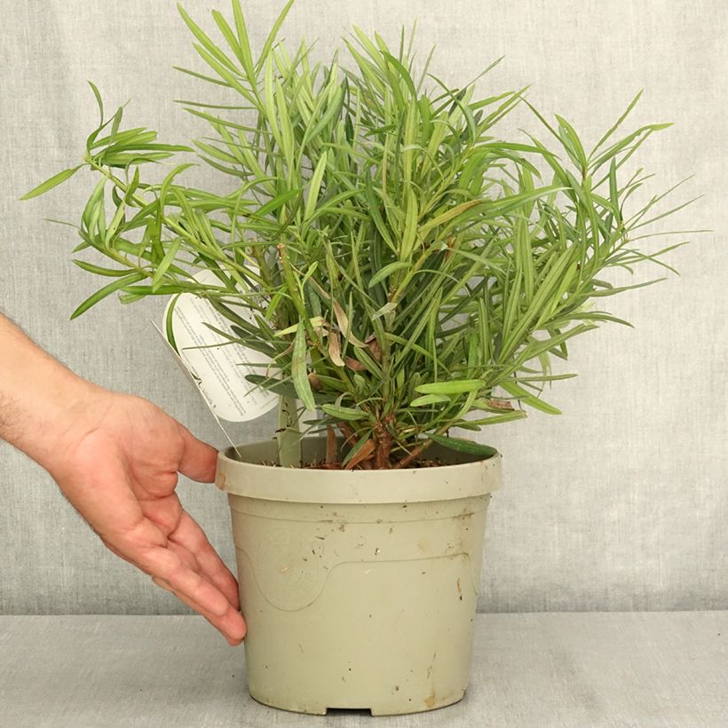 Esemplare di Podocarpus macrophyllus Mood Ring - Podocarpo Vaso da 3L/4L consegnato in estate