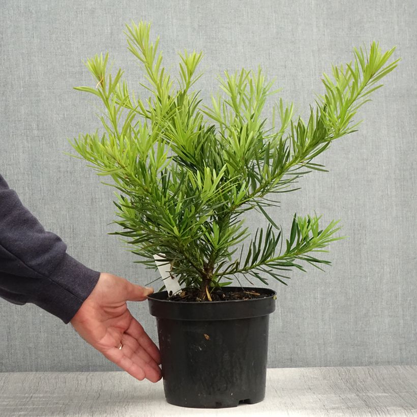 Esemplare di Podocarpus macrophyllus - Podocarpo Vaso da 2L/3L consegnato in estate