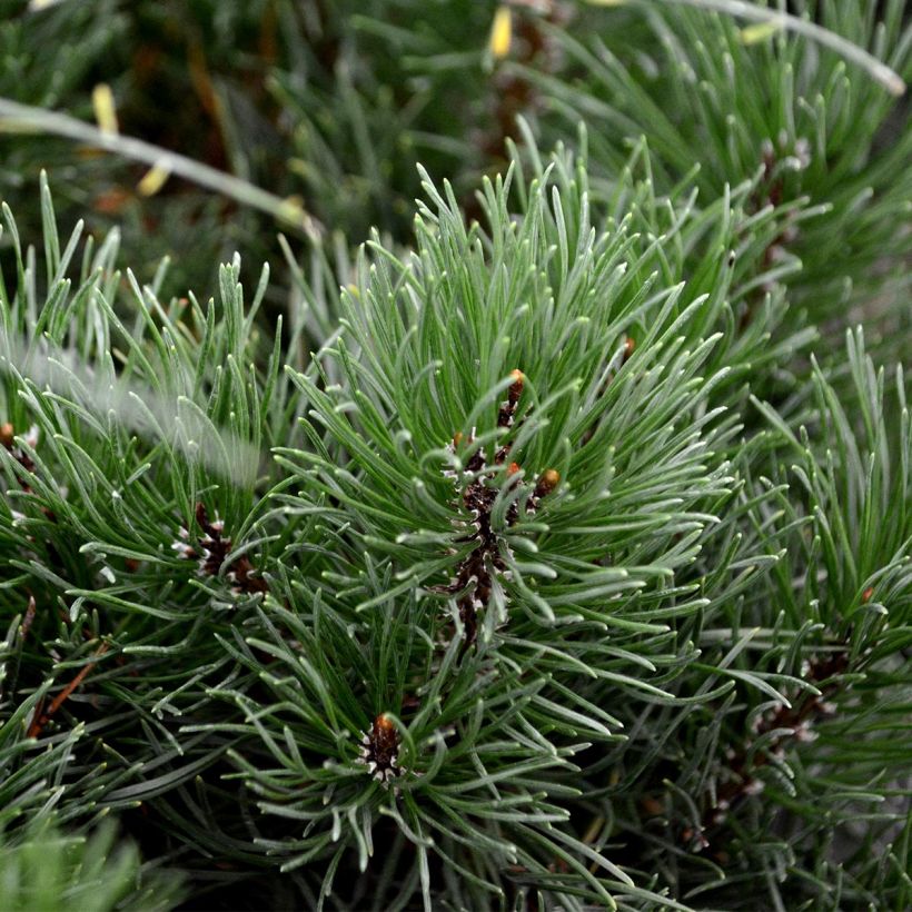 Pinus mugo mughus (Fogliame)