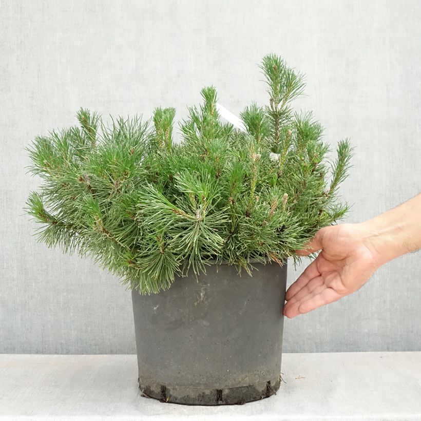 Pinus mugo mughus Vaso da 7,5L/10L esemplare consegnato in primavera