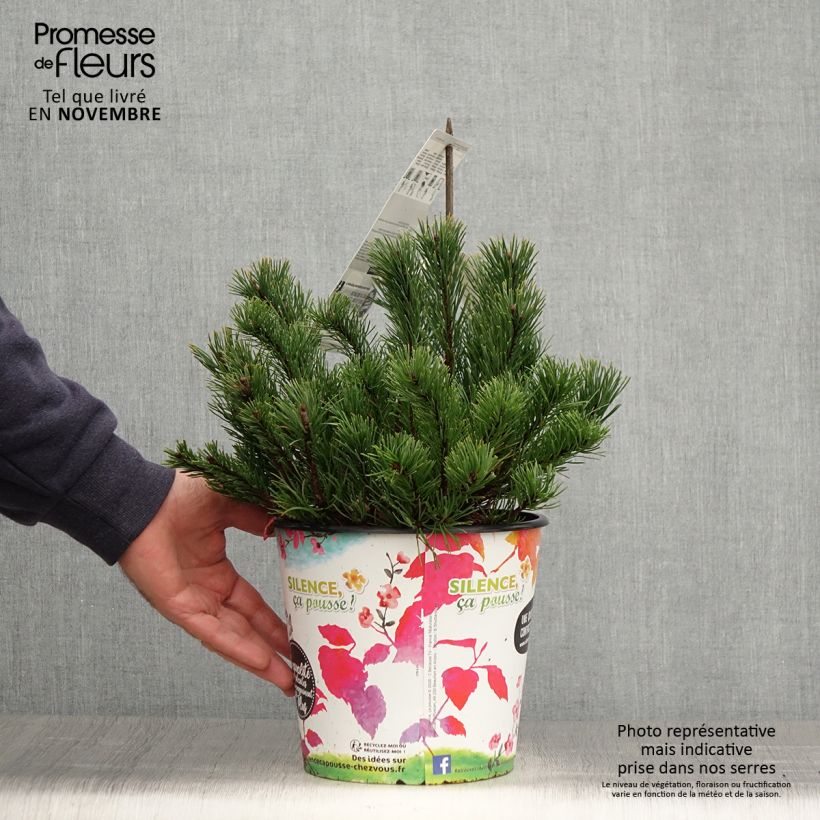 Esemplare di Pinus mugo mughus Vaso da 4L/5L come consegnato in autunno