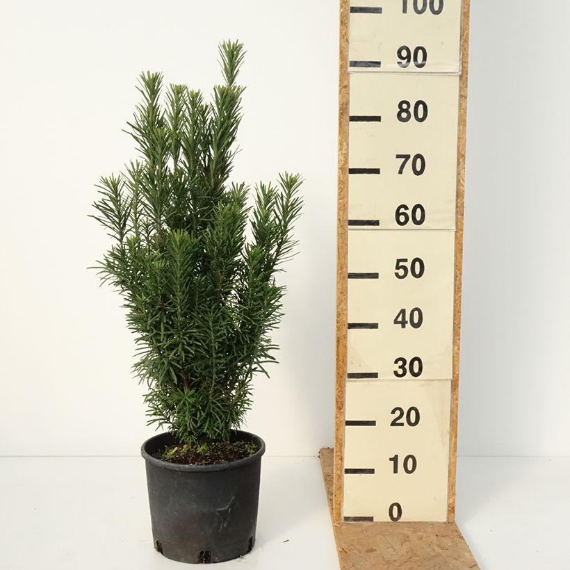Esemplare di Cephalotaxus harringtonia Fastigiata Vaso da 4L/5L come consegnato in autunno