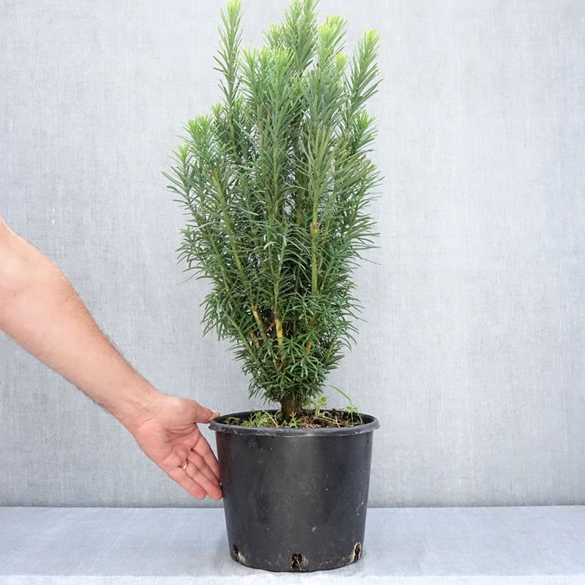 Esemplare di Cephalotaxus harringtonia Fastigiata Vaso da 7,5L/10L consegnato in estate