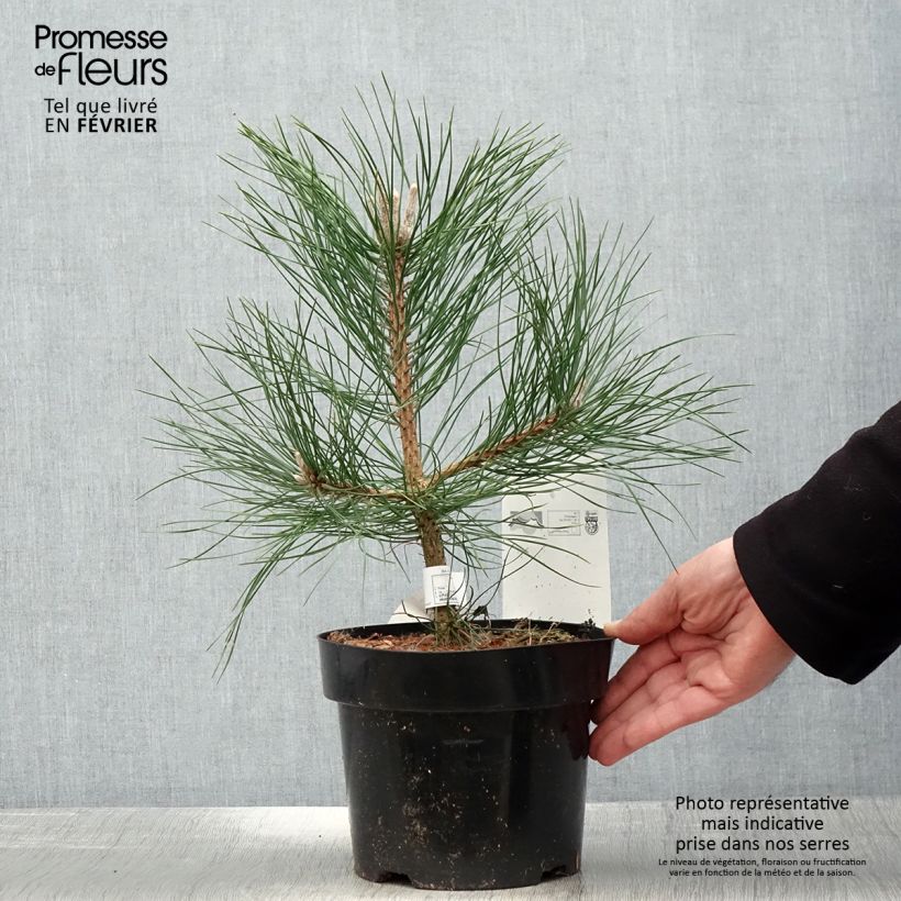 Pinus nigra nigra Vaso da 2L/3L esemplare consegnato in inverno