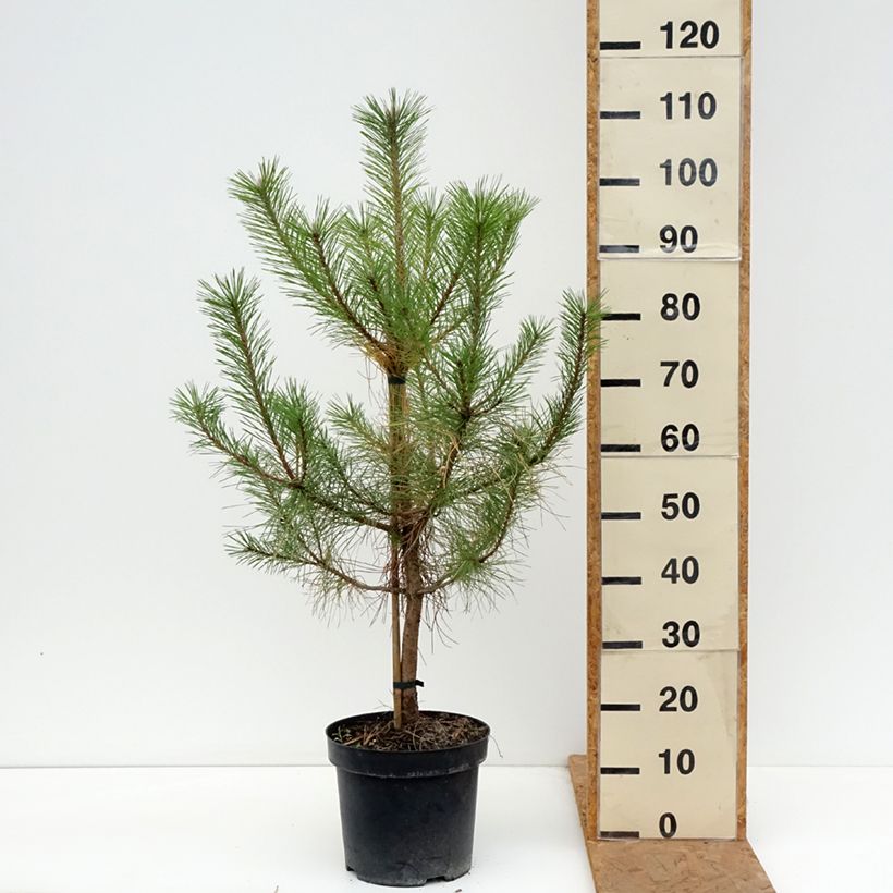 Esemplare di Pinus nigra nigra Vaso da 7,5L/10L come consegnato in autunno