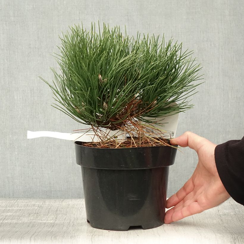 Esemplare di Pinus nigra Nana Vaso da 2L/3L come consegnato in autunno
