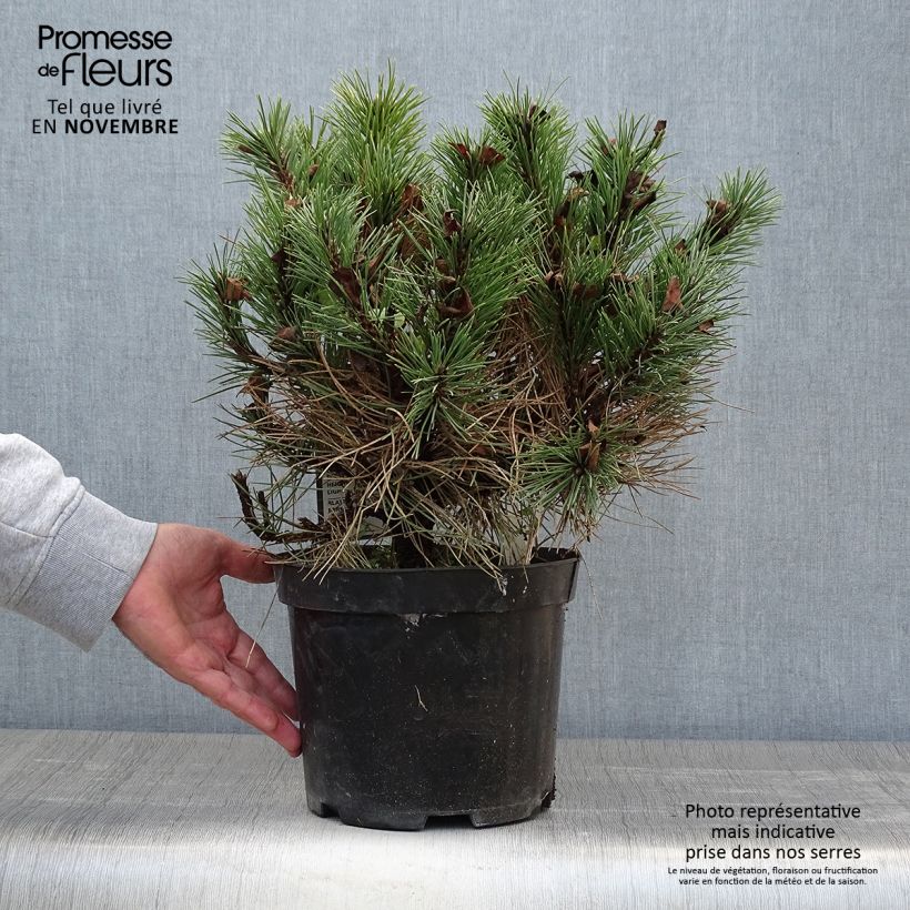 Esemplare di Pinus nigra Nana Vaso da 7,5L/10L come consegnato in autunno
