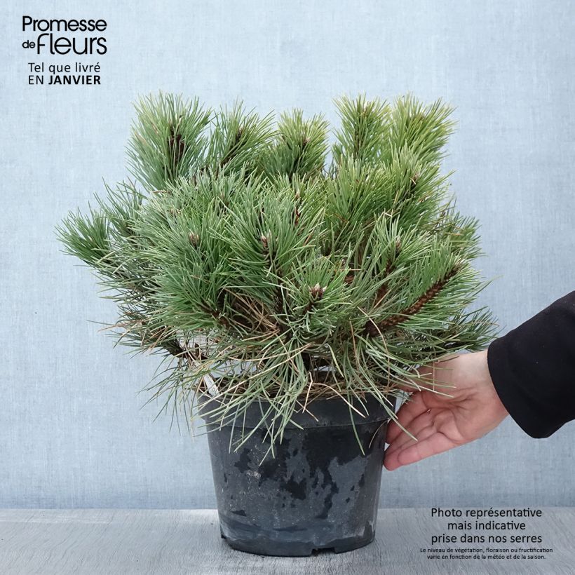 Pinus nigra Nana Vaso da 7,5L/10L esemplare consegnato in inverno
