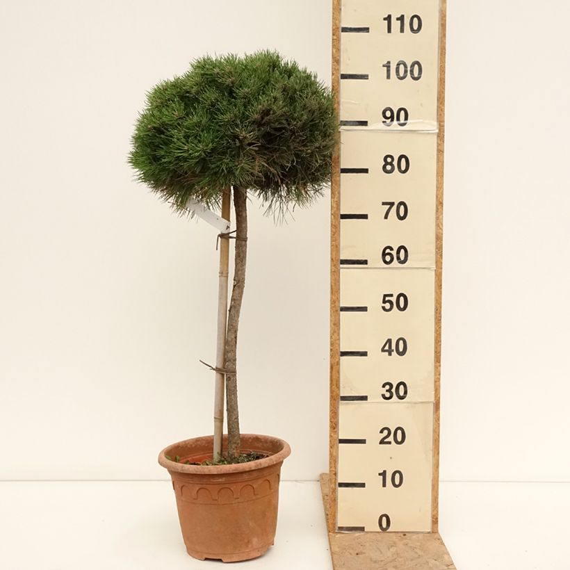 Esemplare di Pinus nigra Marie Brégeon Vaso da 7,5L/10L consegnato in estate