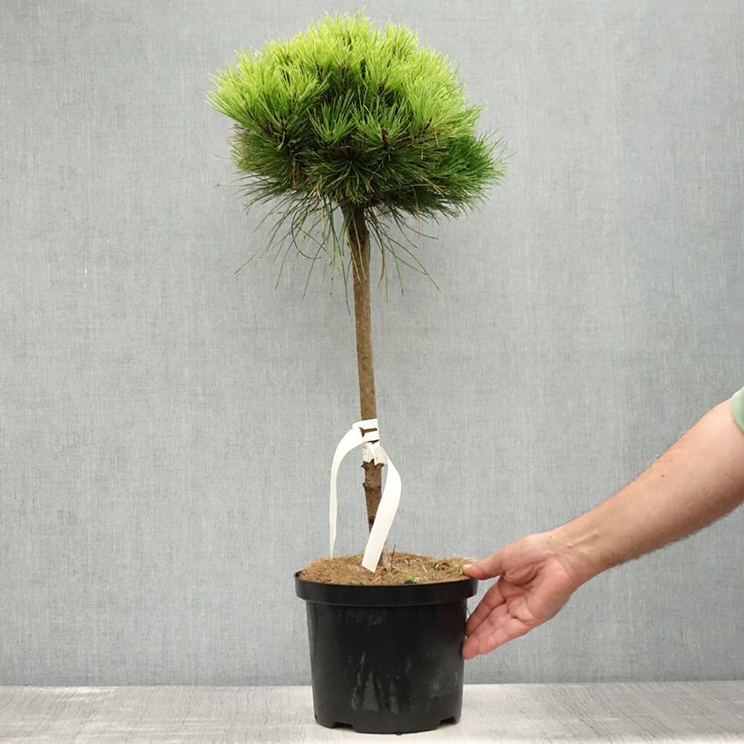 Esemplare di Pinus nigra Marie Brégeon Vaso da 4L/5L, Vaso impalcato consegnato in estate