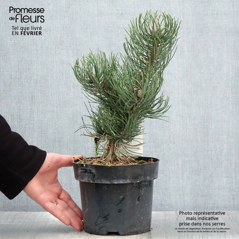 Pinus nigra Oregon Green Vaso da 2L/3L esemplare consegnato in inverno