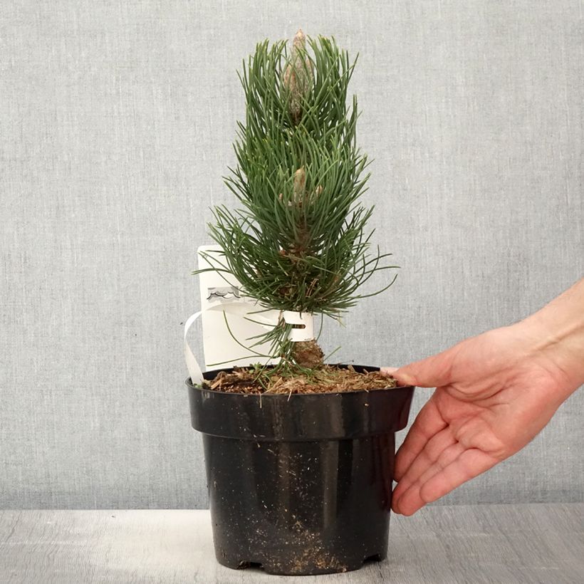 Pinus nigra Oregon Green Vaso da 2L/3L esemplare consegnato in primavera
