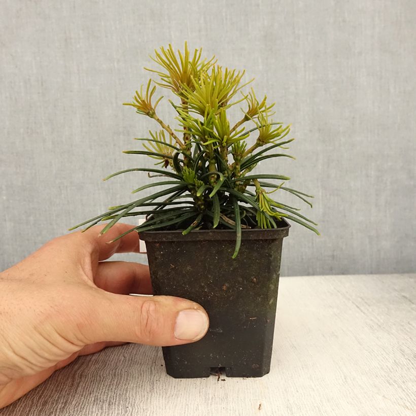 Sciadopitys verticillata Vasetto da 8/9 cm esemplare consegnato in primavera