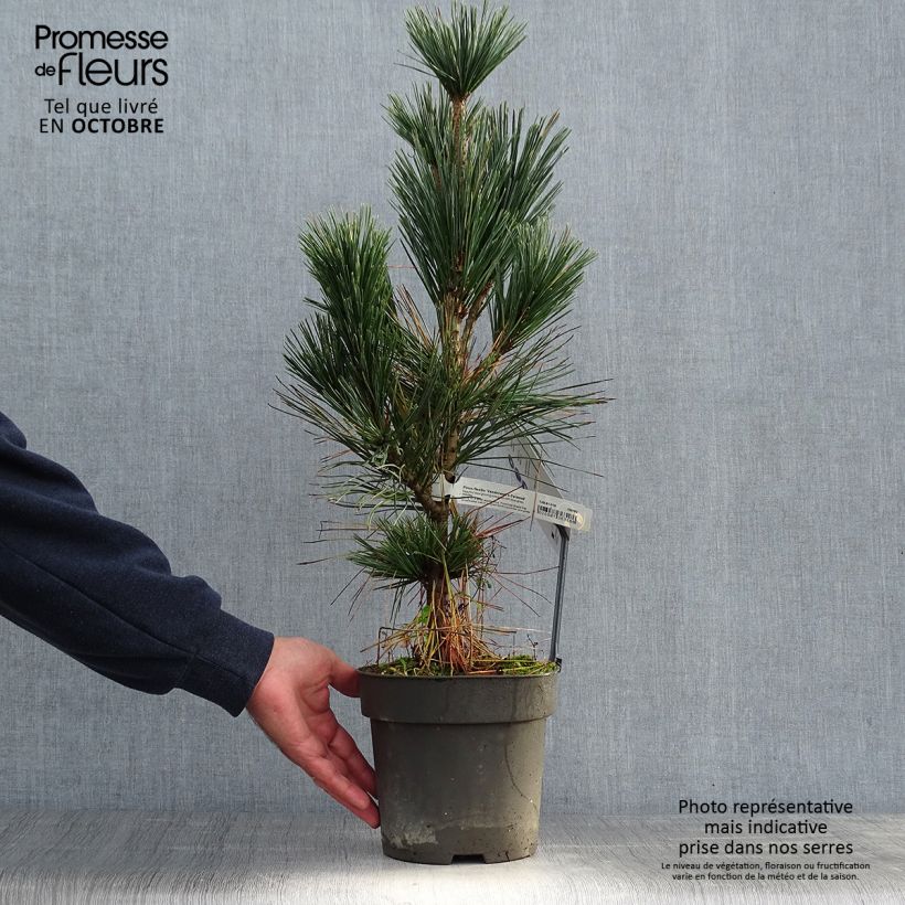 Esemplare di Pinus flexilis Vanderwolfs Pyramid Vaso da 2L/3L come consegnato in autunno