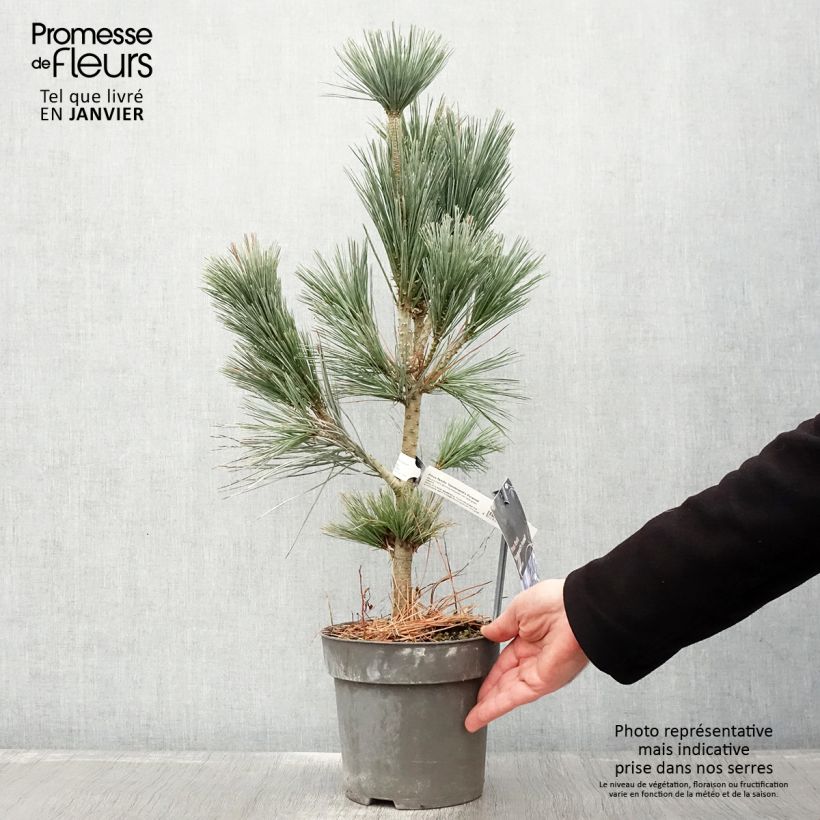 Pinus flexilis Vanderwolfs Pyramid Vaso da 2L/3L esemplare consegnato in inverno
