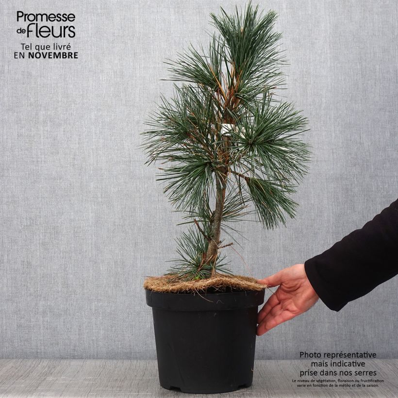 Esemplare di Pinus flexilis Vanderwolfs Pyramid Vaso da 7,5L/10L come consegnato in autunno