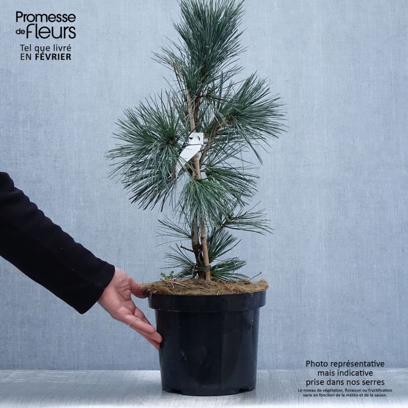 Pinus flexilis Vanderwolfs Pyramid Vaso da 7,5L/10L esemplare consegnato in inverno