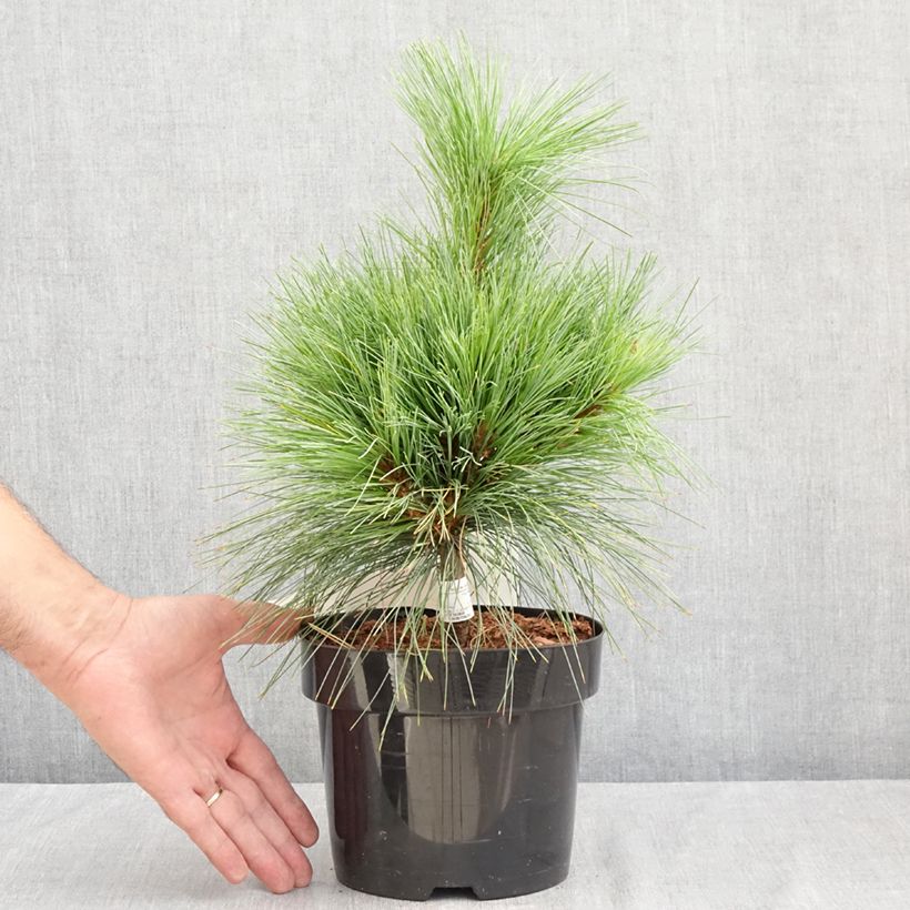 Esemplare di Pinus schwerinii Wiethorst Vaso da 2L/3L consegnato in estate