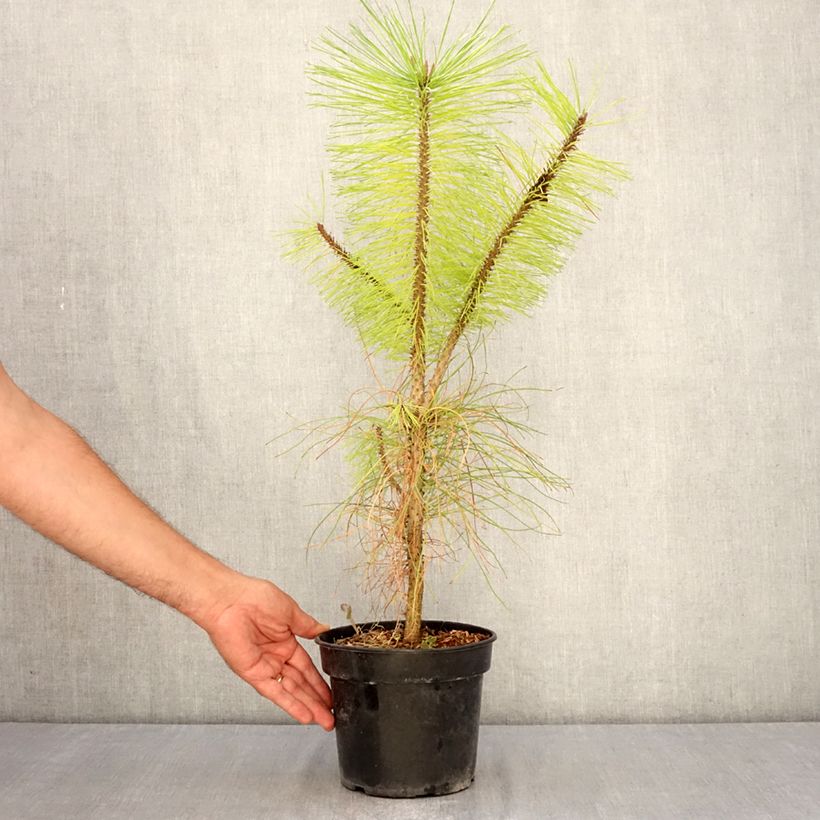 Esemplare di Pinus ponderosa - Pino giallo Vaso da 3L/4L consegnato in estate