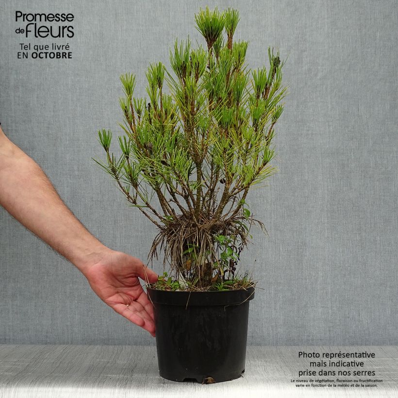 Esemplare di Pinus densiflora Alice Verkade Vaso da 4L/5L come consegnato in autunno