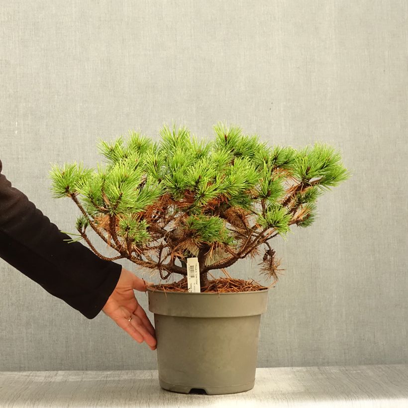 Esemplare di Pinus densiflora Low Glow Vaso da 7,5L/10L come consegnato in autunno