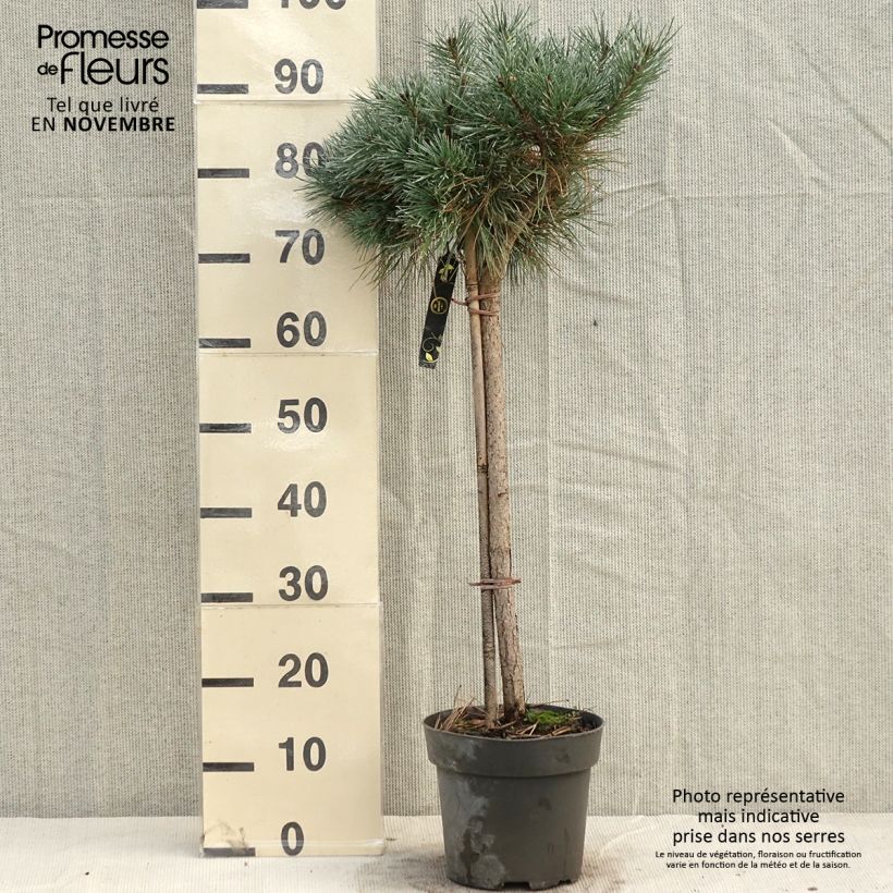 Esemplare di Pinus sylvestris Chantry Blue - Pino silvestre Pezzo come consegnato in autunno