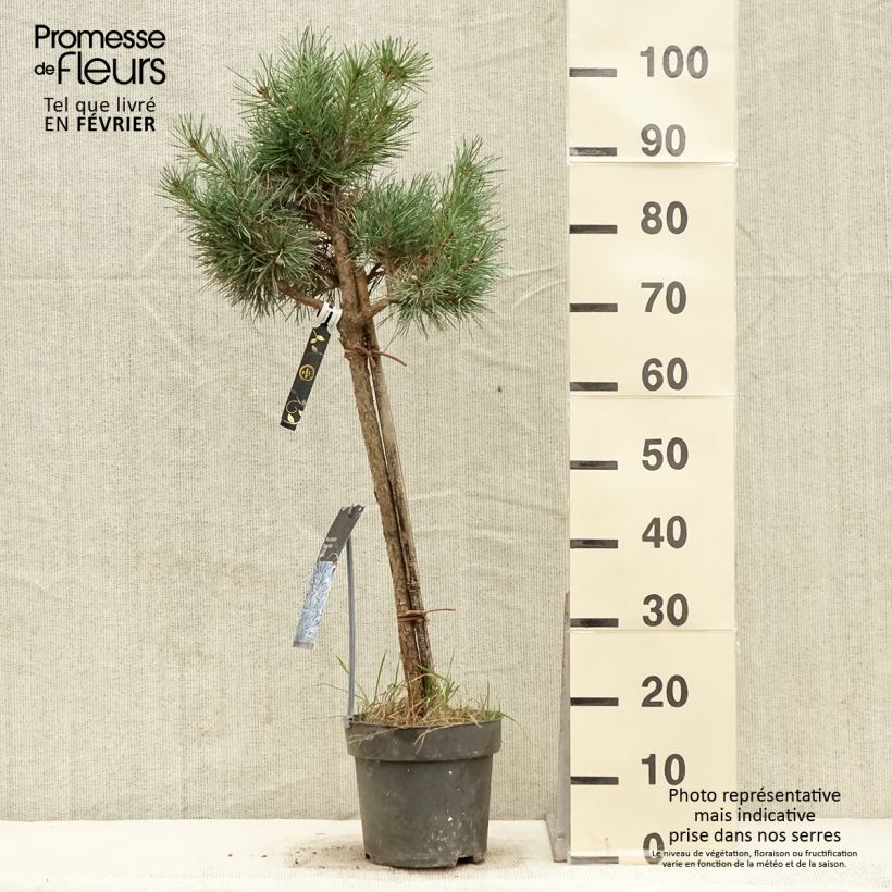 Pinus sylvestris Chantry Blue - Pino silvestre Pezzo esemplare consegnato in inverno