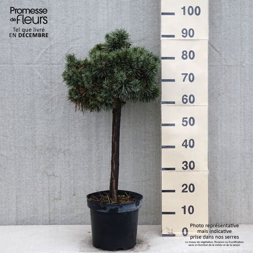Esemplare di Pinus sylvestris Doone Valley - Pino silvestre Vaso da 7,5L/10L come consegnato in autunno