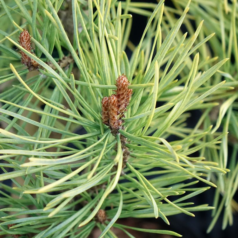 Pinus sylvestris Wintergold - Pino silvestre (Fogliame)