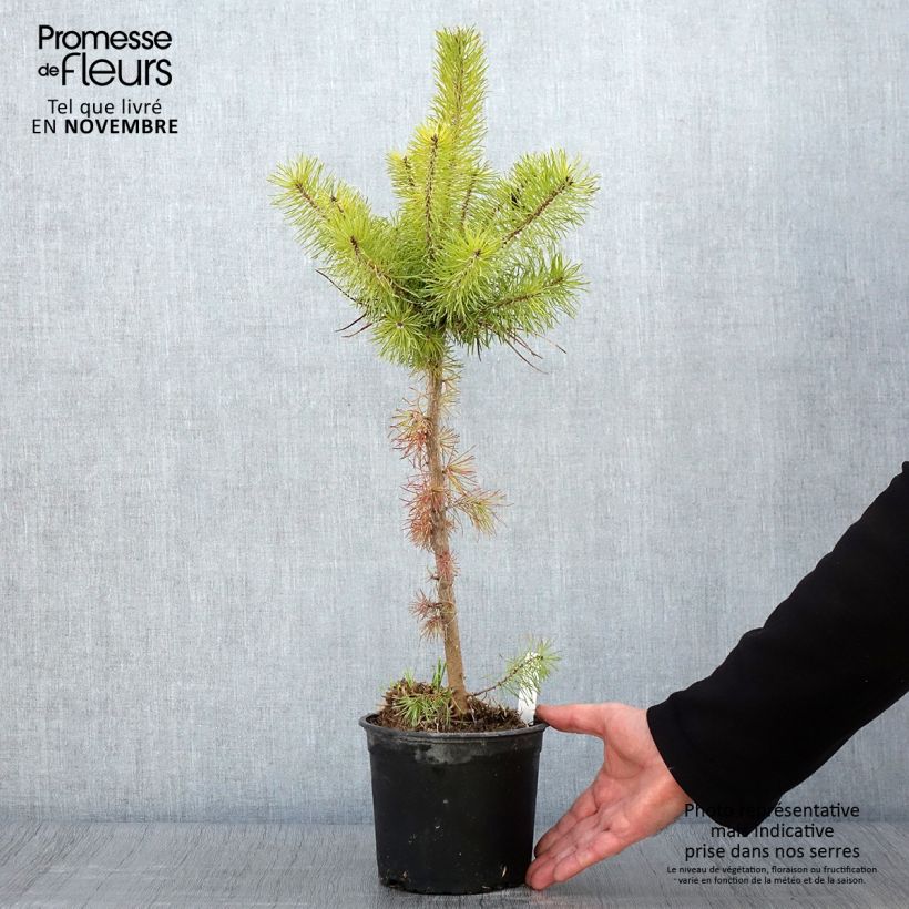 Esemplare di Pinus sylvestris - Pino silvestre Vaso da 2L/3L come consegnato in autunno