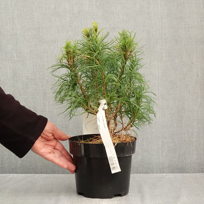 Esemplare di Pinus strobus Tiny Kurls - Pino strobo Vaso da 2L/3L come consegnato in autunno