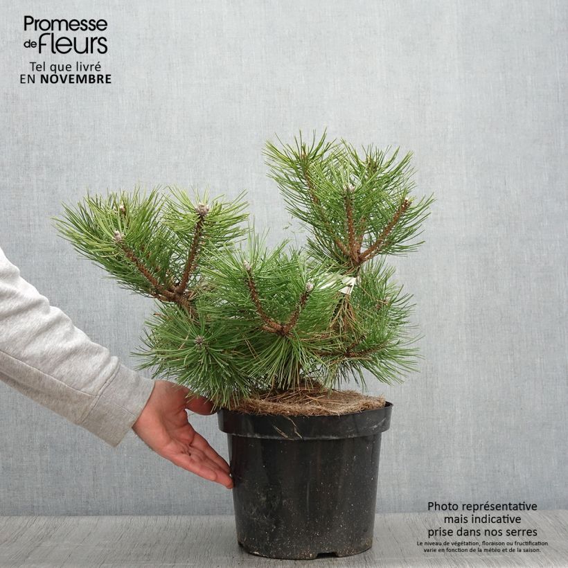 Esemplare di Pinus densiflora Jane Kluis Vaso da 7,5L/10L come consegnato in autunno