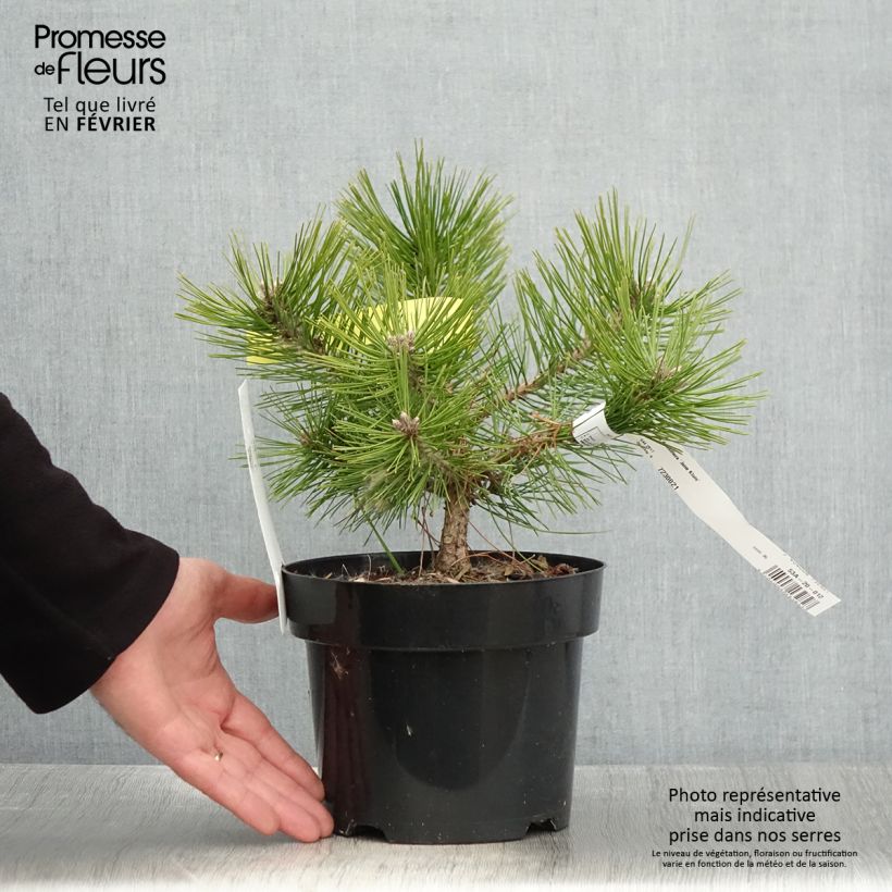 Pinus densiflora Jane Kluis Vaso da 2L/3L esemplare consegnato in inverno