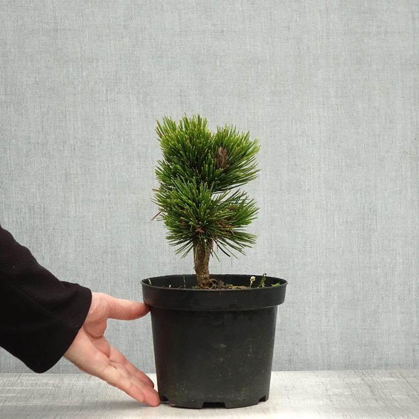 Esemplare di Pinus heldreichii Schmidtii Vaso da 2L/3L come consegnato in autunno