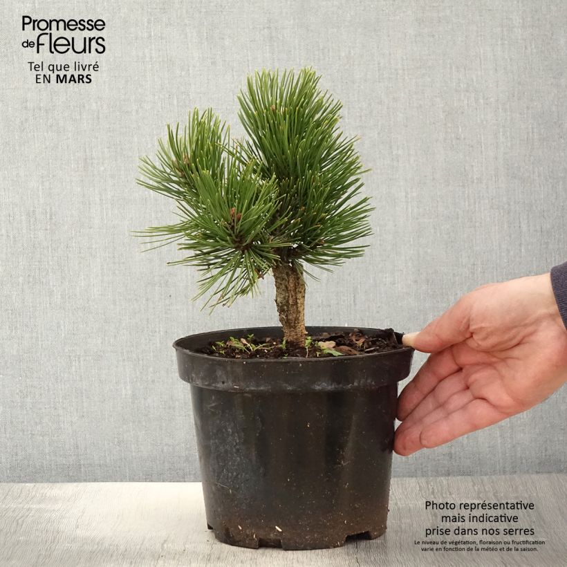 Pinus heldreichii Schmidtii Vaso da 2L/3L esemplare consegnato in primavera