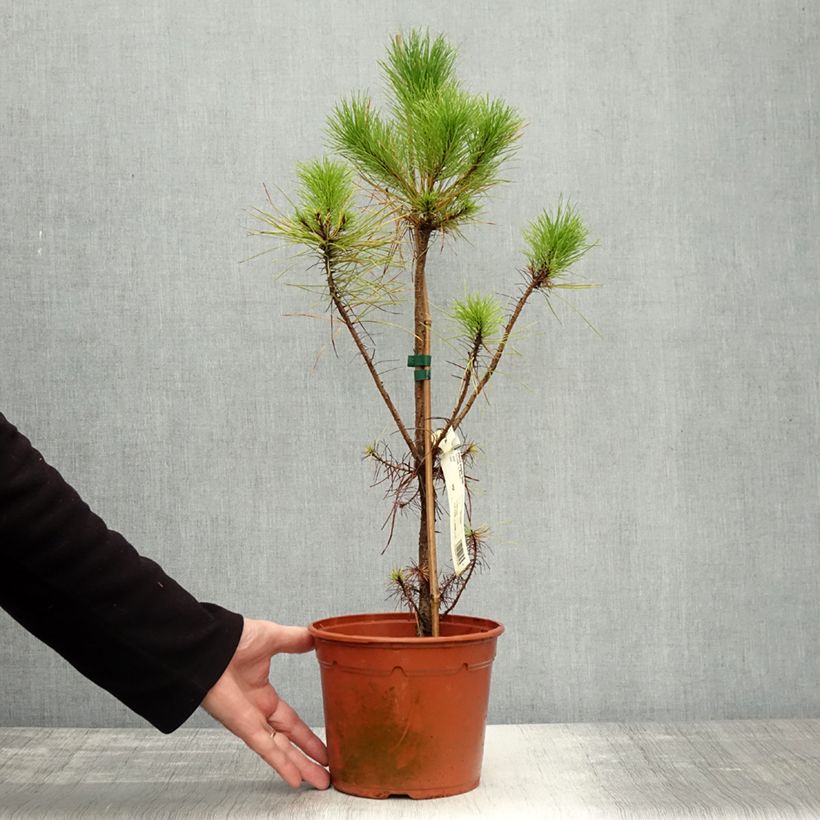 Esemplare di Pinus insignis - Pino di Monterey Vaso da 2L/3L come consegnato in autunno