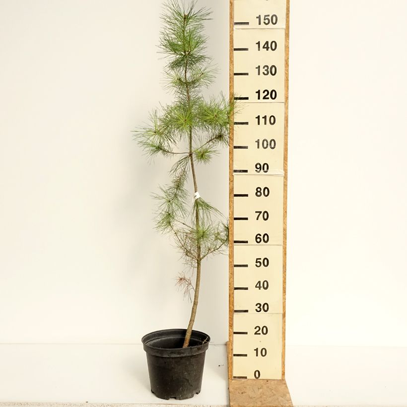 Esemplare di Pinus insignis - Pino di Monterey Vaso da 7,5L/10L consegnato in estate