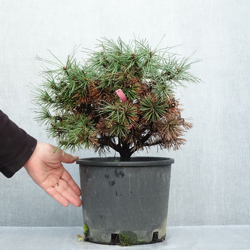 Esemplare di Pinus mugo Humpy Vaso da 7,5L/10L come consegnato in autunno