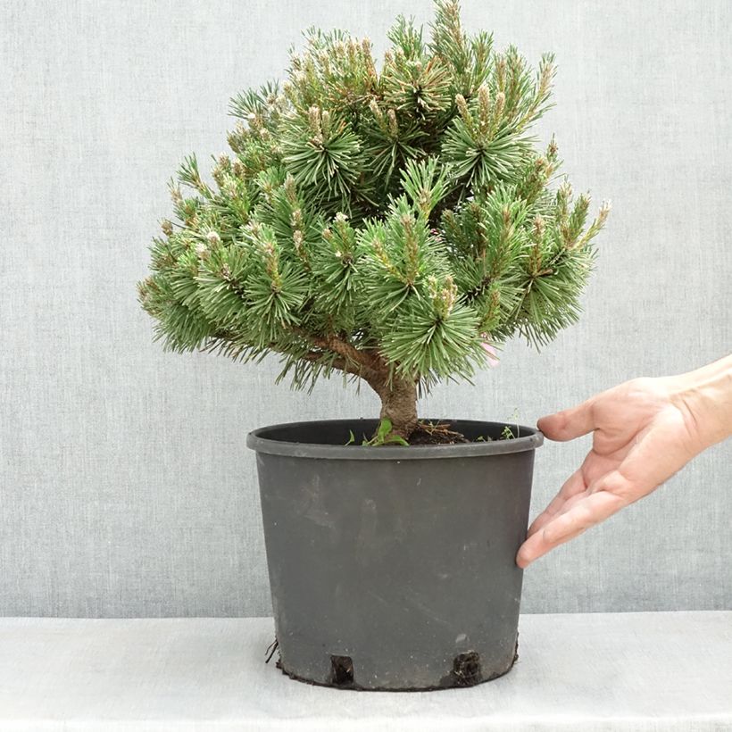 Pinus mugo Humpy Vaso da 7,5L/10L esemplare consegnato in primavera